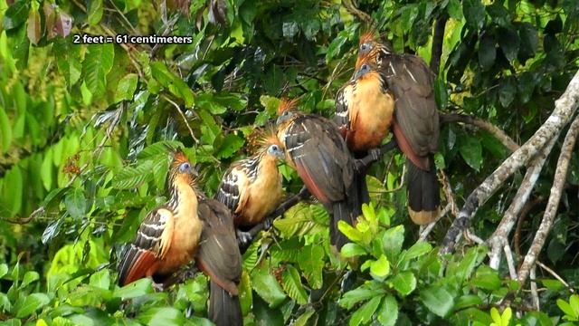 Hoatzin facts: more dinosaurs than you think | Animal Fact Files смотреть онлайн