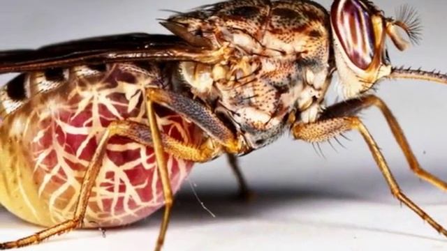 МУХА ЦЦ САМАЯ ОПАСНАЯ МУХА В МИРЕ смотреть онлайн