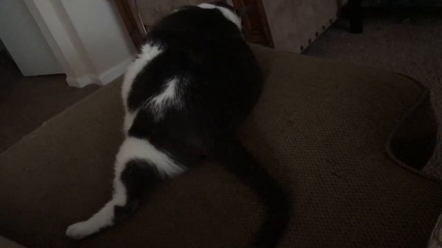 Кошка ненавидит когда на неё орут..... My cat hates when I yell at her смотреть онлайн