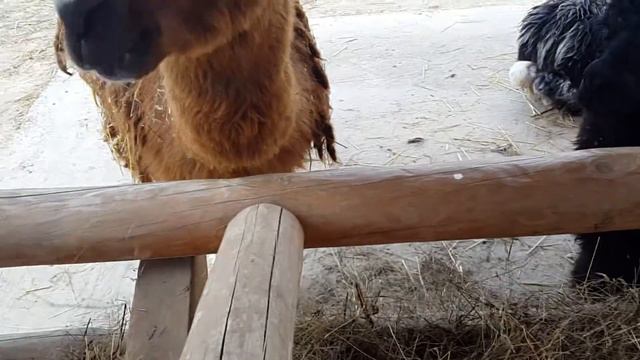 Alpaca