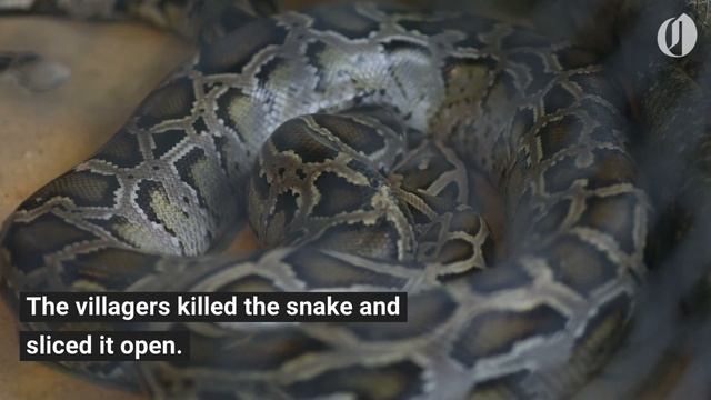 23-foot python swallows woman whole смотреть онлайн