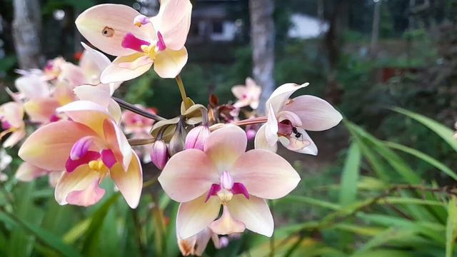 Ground orchid | Onam special combo offer | online plant sale || WhatsApp number 9074094488 смотреть онлайн