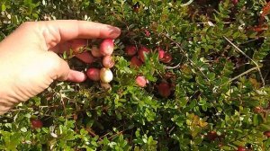 Клюква крупноплодная/ Урожай и уход