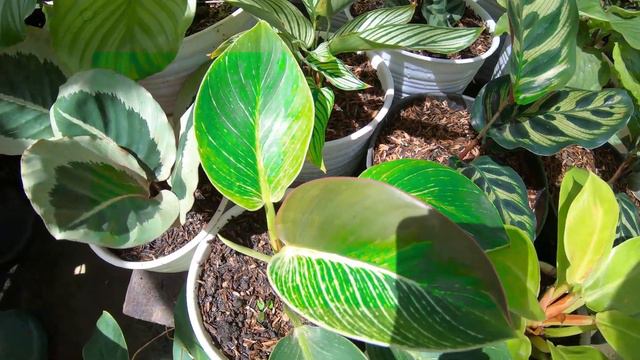 HUNTING TANAMAN HIAS LAGI GAES, PART 2 KETEMU PENJUAL YANG RAMAH & ORANGNYA CANTIK 😀🍁 смотреть онлайн