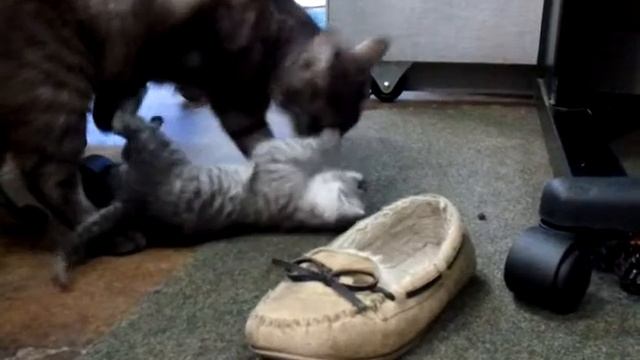 Little cats start to leave the nest. смотреть онлайн