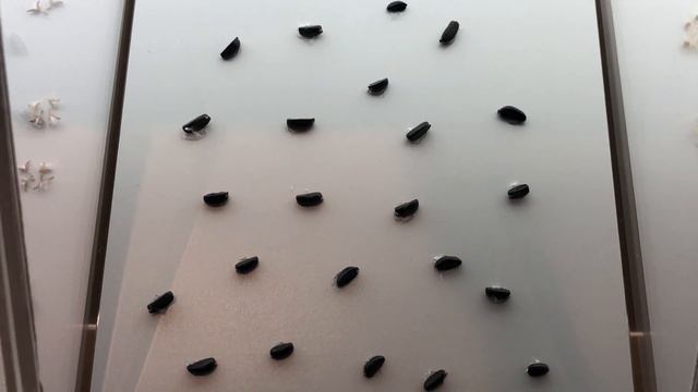 琉球黃楊種子標本 Buxus Liukiuensis Seed Specimen