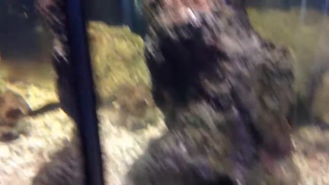 Ужасная полутораметровая змея в аквариуме смотреть онлайн