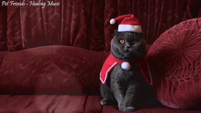 Música Terapéutica para Gatos Estresados ? Música Relajante para Gatos | Soy tu Compañero Perfecto смотреть онлайн