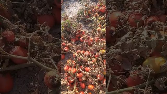Томат Талент, Надя, Исма сравнение урожайности на поле средняя урожайность 141,5 тонна с 1 га. 26.0 смотреть онлайн