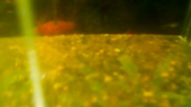 Рыба Кит в аквариуме? смотреть онлайн