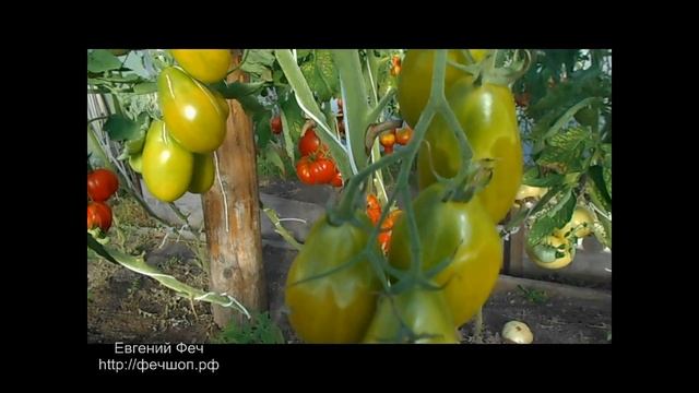 Сорт помидора Изумрудная груша