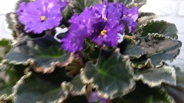 Фиалки - большой показ сортов. Мои новинки и сорта проверенные временем. смотреть онлайн