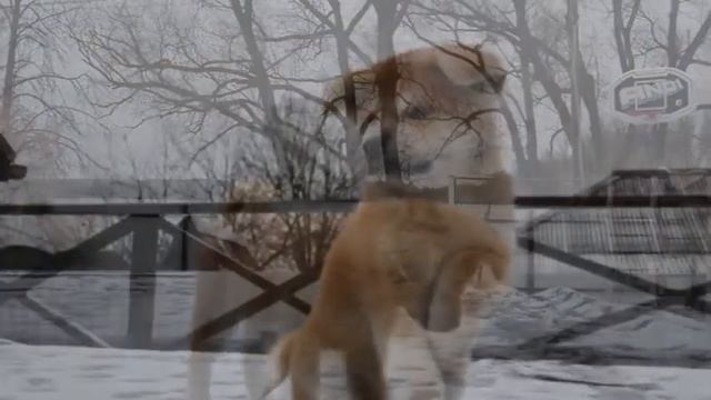 Щенки Акита-Ину смотреть онлайн