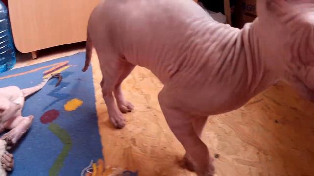 Nice kitten play with mouse/Канадский сфинкс котятки- резвые ребятки смотреть онлайн