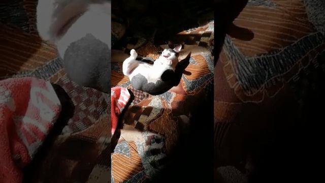 Лысая кошка сошла с ума смотреть онлайн
