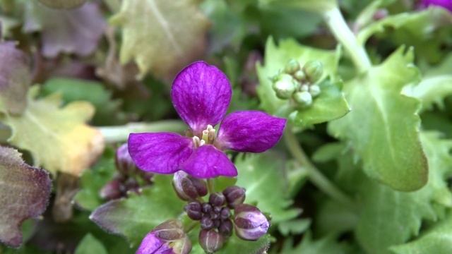 Arabis caucasica var. Little Treasure Deep Rose смотреть онлайн