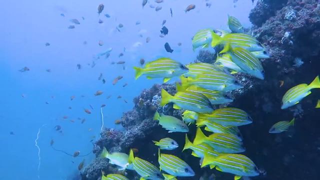 Дайвинг в Кении: дайв-сайт Diving the Crab смотреть онлайн