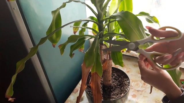 Ожоги листьев ЮККИ/ ДРАЦЕНЫ смотреть онлайн