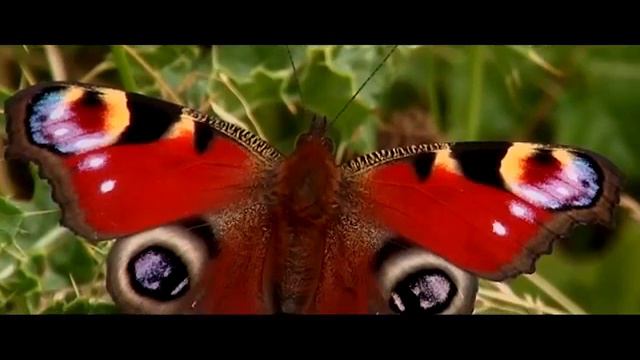 Мистер Дункан (mr Duncan English Learning) Урок 79