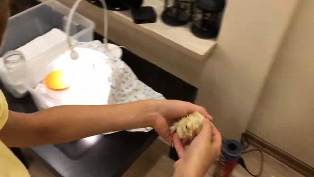 Как я вывел цыплят в картонной коробке смотреть онлайн