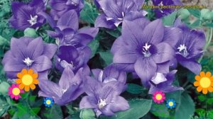 Платикодон крупноцветковый Астра голубая. Краткий обзор