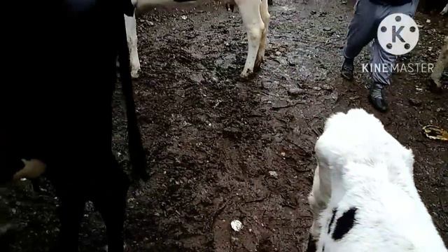 Молбозори ш.Душанбе Ленинский район бехтарин зотхо дар бозор смотреть онлайн