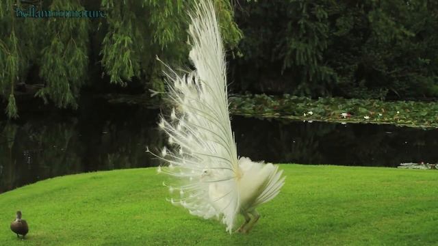 AMAZING WHITE PEACOCK DANCE •❥ BLUE WHITE PIED PEACOCK смотреть онлайн