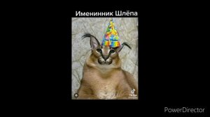 Мемы про шлёпу