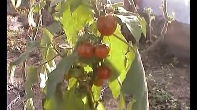 Баклажан Японский красный смотреть онлайн