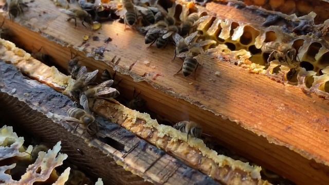 Когда Откачивать Последний Мёд смотреть онлайн