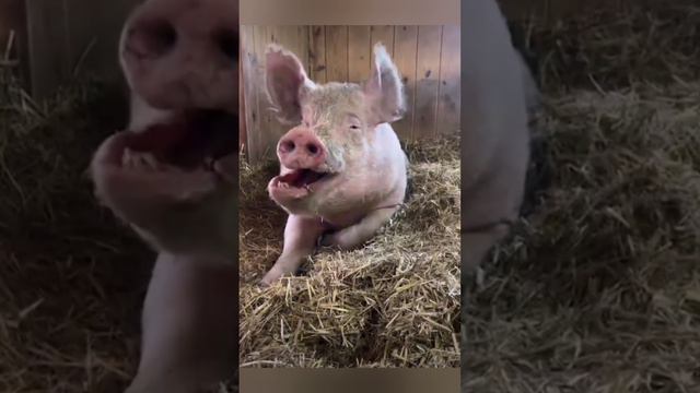 Не зевай ...😁😁 bayoun.ru #приколы #поросята #зевать смотреть онлайн