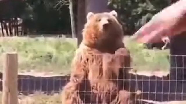 Медведь махающий лапой смотреть онлайн