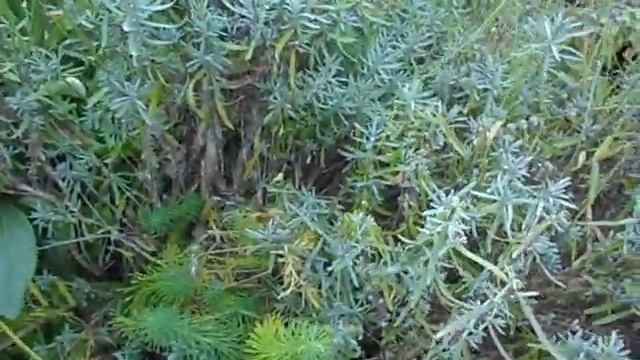 ЛАВАНДА. ПОДГОТОВКА К ЗИМЕ. ПРОВЕРЕННЫЙ СПОСОБ. смотреть онлайн