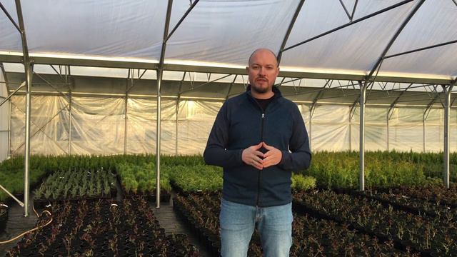 На чём привиты плодовые деревья смотреть онлайн