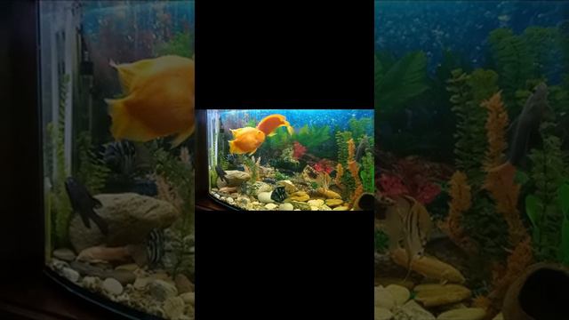 Красные попугаи, посмотрите, что они делают в аквариуме. Кто знает, что они делают? смотреть онлайн