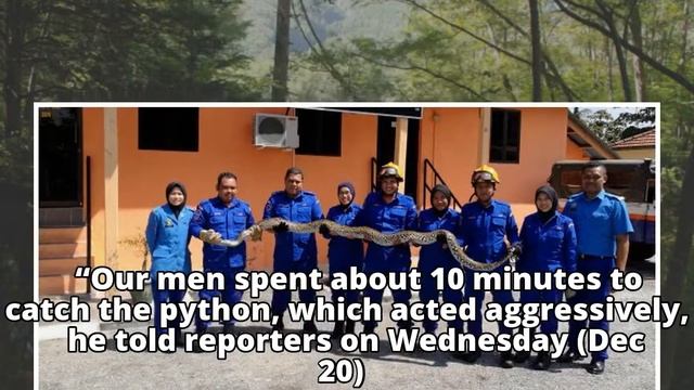 SSShocked! Woman in Malaysia finds 3-metre long python coiled under house смотреть онлайн