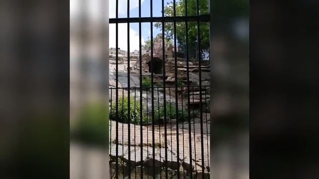 Поход в Московский Зоопарк смотреть онлайн