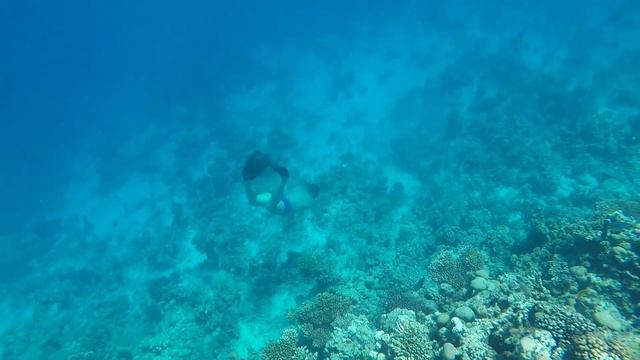 красное море. Египет Хургада, отель Zahabia пляж и рифы. обзор на отель  @user-gc4ro6pp3j