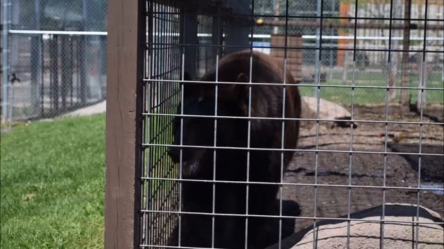 The Wild Animal Park Photography HD