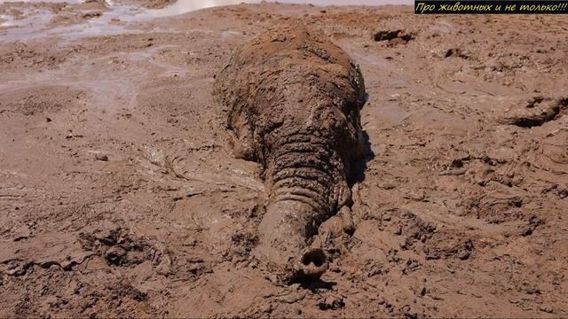 Пастух случайно заметил странную глыбу, которая издавала звук! Поняв что это, он решил действовать! смотреть онлайн