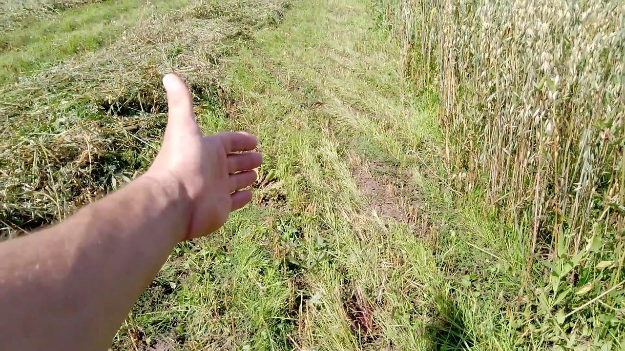 Застраховались с кормами