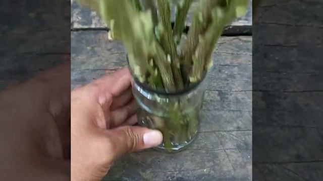 How to cutting Lemon Growing with water, New techniques смотреть онлайн
