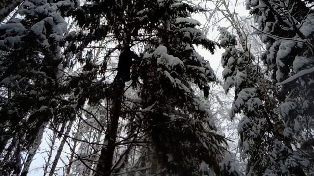 Живые ремесла Поветлужья. Изготовление кадки. Поход в лес за обручами