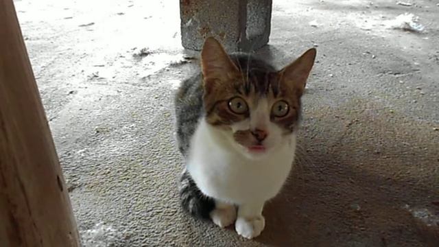 MORE CATS VIDEOS (NIKON COOLPIX S3100) смотреть онлайн
