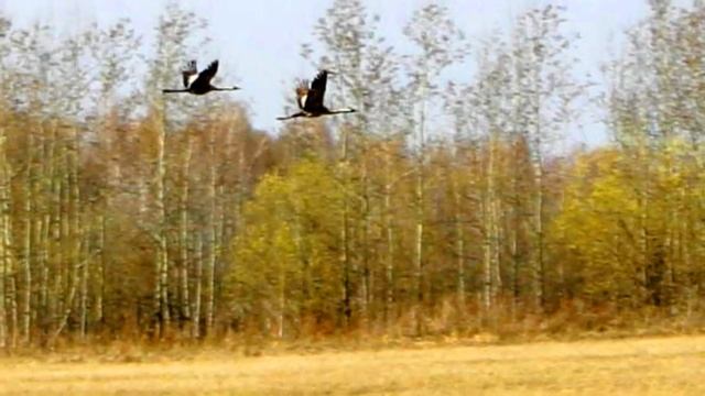 Вальс - только эхо........ смотреть онлайн
