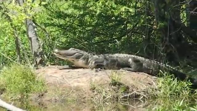 Pearl River Alligator смотреть онлайн