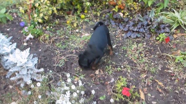 Девочка Брабантский Грифон малый Беларусь смотреть онлайн