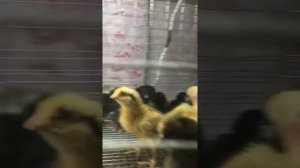 Дебикирование клюва в домашних условиях