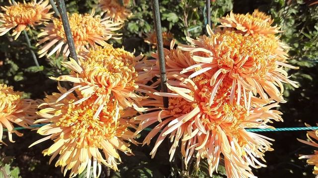 Хризантемы в лучах солнца