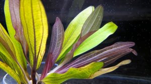 ЭХИНОДОРУС ХОРЕМАНИ РЕД / Echinodorus 'Horemanii Red'